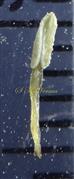  Stamen